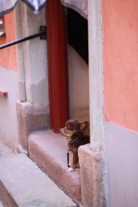 Animals (0)