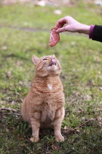 Cats (0)